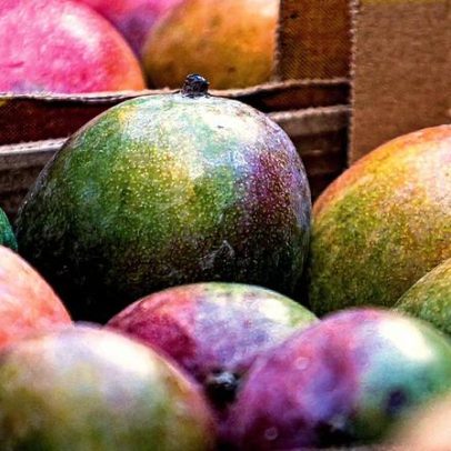 Setor de manga busca novos mercados e negociações nos EUA após tarifaço