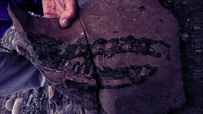 O paleontólogo argentino Marcelo Isasi encontrou o crânio e a mandíbula do Kostensuchus atrox embutidos em uma rocha (Foto: Divulgação/Federico Agnolín)