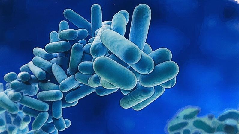 Surto da bactéria Legionella em famoso bairro de Nova York deixa cinco mortos (Foto: Legionella Control International)