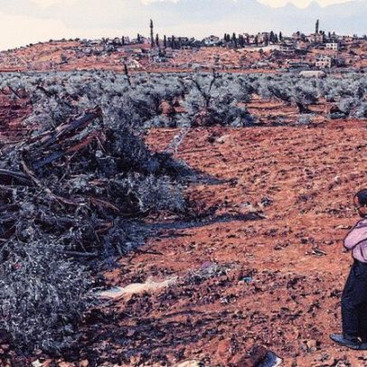 Escavadeiras destroem árvores de palestinos em ação na Cisjordânia