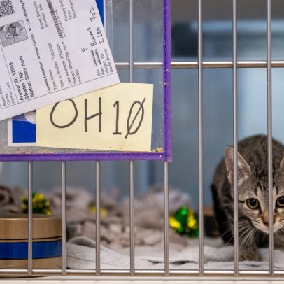 Abrigos nos EUA enfrentam aumento de pets devido à alta em detenção de imigrantes