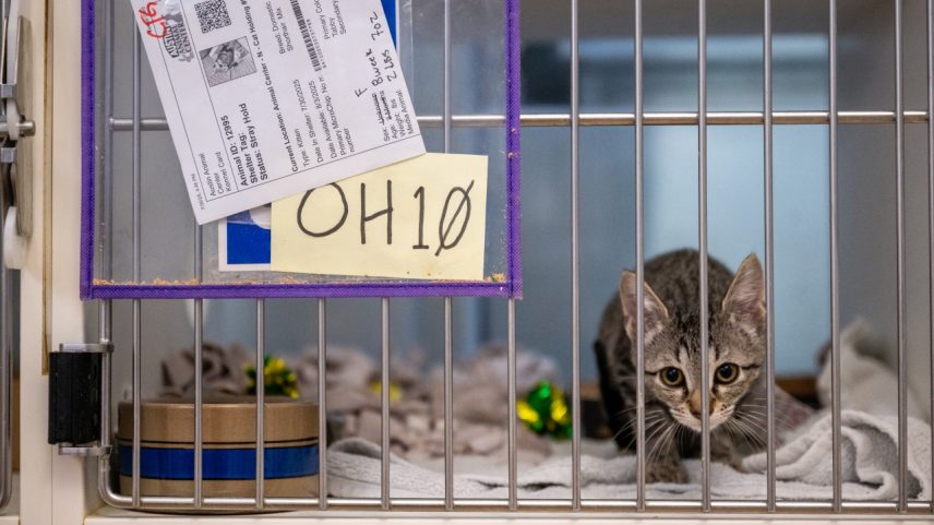 Animais de estimação têm ficado sem lar após a detenção de seus donos (Foto: Brandon Bell/Getty Images/AFP)
