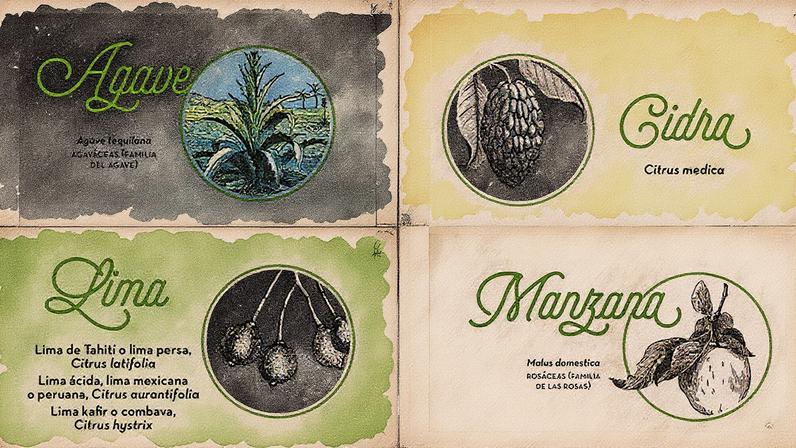 Ilustração do interior do livro 'Botânica pra cócteles' editado por Salamandra (Foto: Reprodução)