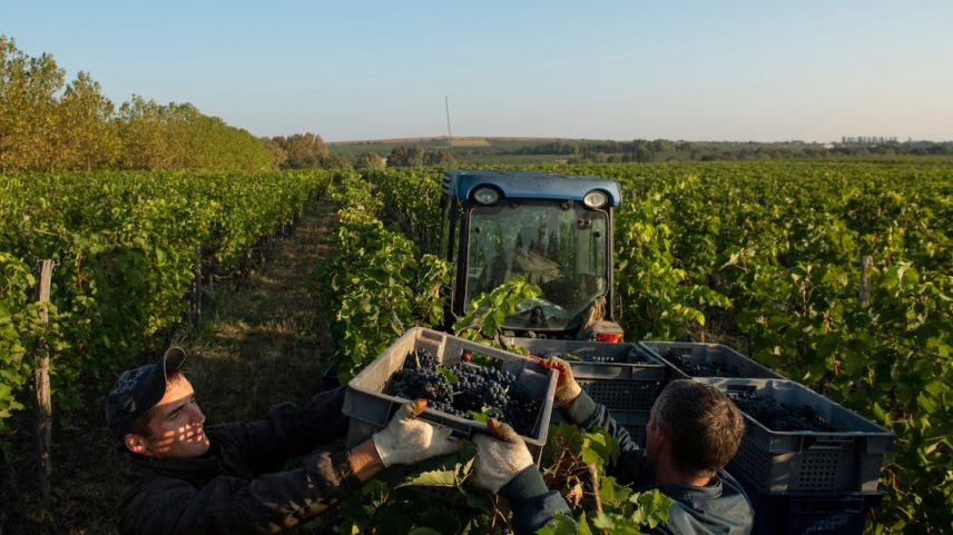 Para aumentar ainda mais as vendas, o governo propôs uma cota de “prateleira de vinhos russos”, que exigem que pelo menos 20% dos vinhos vendidos em lojas de varejo sejam produzidos internamente - (Foto: dados compilados via Bloomberg)