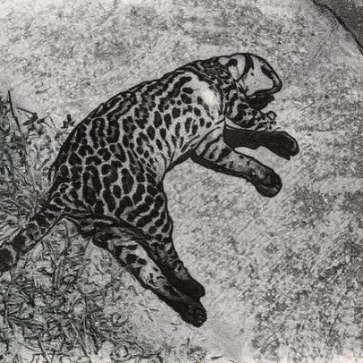 Oeste Paulista registra terceira morte de jaguatirica por atropelamento em rodovia