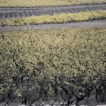 Descubra 20 vinhos do Sul-Oeste por menos de 15 euros para degustar