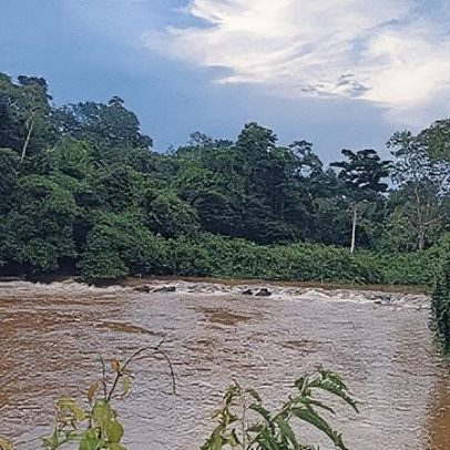 Bactéria amazônica é relacionada à causadora da bartonelose em humanos