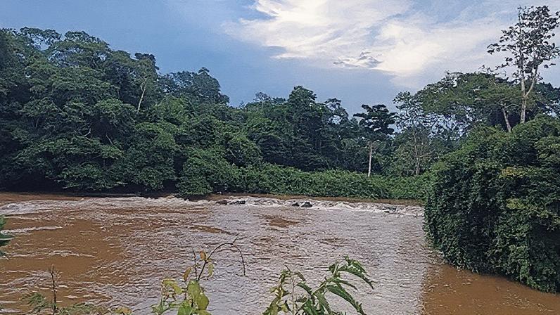 Parque Nacional da Amazônia (PA), onde foram coletados os flebotomíneos analisados: "Será que pessoas com repetições de episódios febris, que são mandadas muitas vezes para casa, não estariam infectadas pelo patógeno?", alerta pesquisador (Foto: Marcos Rogério André et al./FCAV-Unesp e FSP-USP)