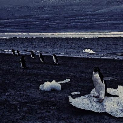 Antártida enfrenta colapso do gelo marinho e queda na circulação oceânica