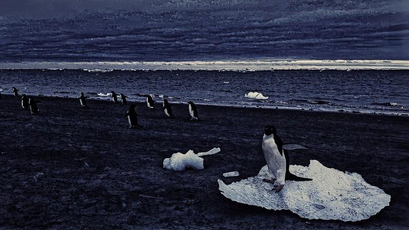 Pinguins-de-adélia caminhando ao longo da costa da Antártida (Foto: Matthew Boyer)