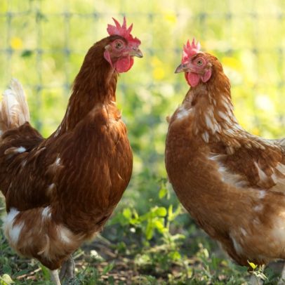 MSD Saúde Animal investe em diversificação para impulsionar crescimento no Brasil