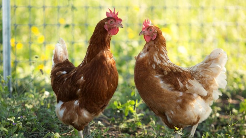 Na avicultura, a MSD Saúde Animal teve alta de 17% nas vendas em 2024. (Foto: Mary Kang/Bloomberg)