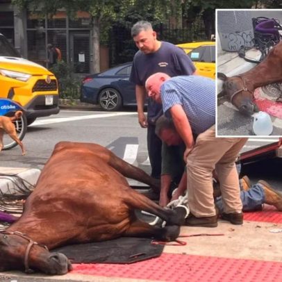 Égua de carruagem desmaia e morre em famoso cruzamento de Nova York