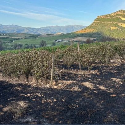 Incêndios afetam diversos vinhedos na Córsega e ameaçam produção de vinho