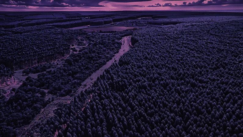 Floresta de eucalipto da empresa Arauco, em Mato Grosso do Sul (Foto: Divulgação/Arauco)