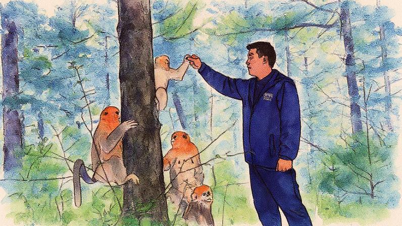 A BBC visita macacos-dourados de nariz-arrebitado no Parque Nacional de Shennongjia, China (Foto: Katherina Tse/BBC)