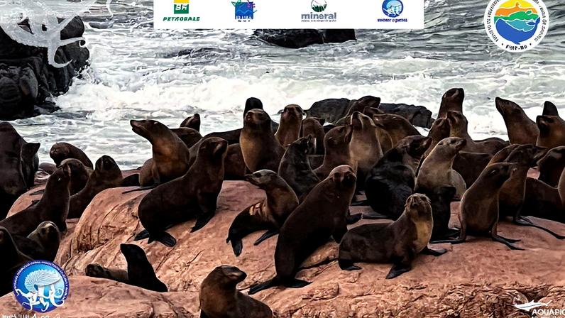 Lobo-marinho reabilitado pelo Instituto Argonauta é reavistado em colônia natural no Uruguai (Foto: Divulgação)