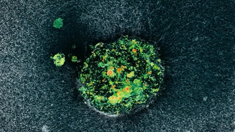 Instituto de Bioengenharia da Catalunha (IBEC)/Reprodução