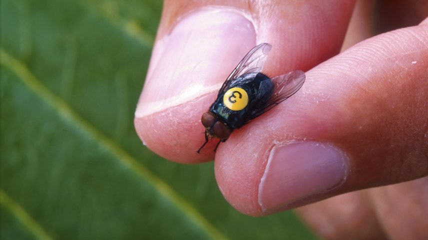Uma foto sem data fornecida pelo Departamento de Agricultura dos EUA mostrando um macho estéril de bicheira. A secretária de Agricultura, Brooke Rollins, anunciou em junho de 2025 uma iniciativa de US$ 8,5 milhões com sede no Texas que produzirá moscas machos estéreis de bicheira e as lançará em áreas afetadas. As moscas fêmeas acasalam apenas uma vez na vida, então as moscas estéreis eventualmente dominam e erradicam a praga. A mosca parasita que ataca animais de sangue quente foi eliminada dos Estados Unidos na década de 1960, mas está se aproximando da fronteira entre o Texas e o México. (Foto: Peggy Greb/Departamento de Agricultura dos EUA via The New York Times)