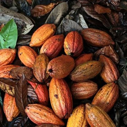 Olam registra lucro seis vezes maior com café e cacau, mas ações permanecem em baixa