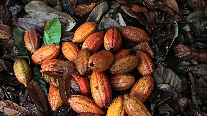 Vendas no semestre da empresa cresceram 50%, apesar de incertezas climáticas que impactam principais polos produtivos de café e cacau (Foto: Dado Galdieri/Bloomberg)
