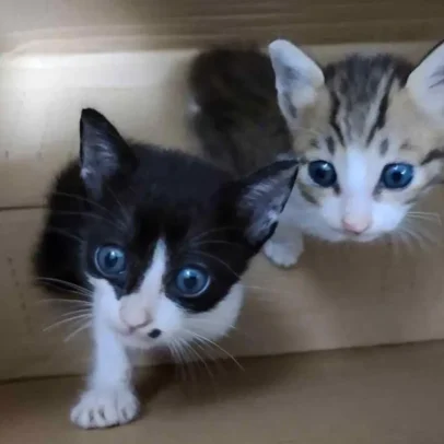 Descobertos gatos eletrocutados, afogados e famintos em grupos de tortura online