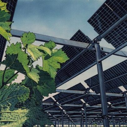 Agrivoltaísmo transforma o cultivo de vinhos na região de Cruscades