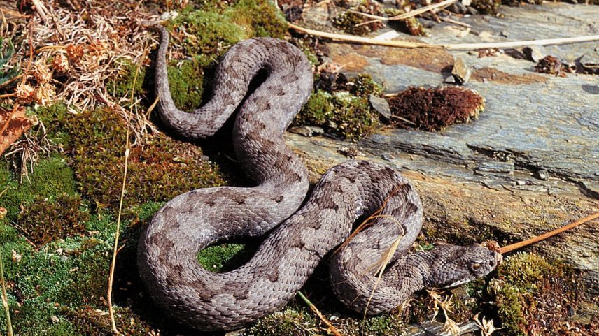 Uma víbora hocicuda ('Vipera latasti') reptando sobre uma roca musgosa. (Foto: Reprodução)