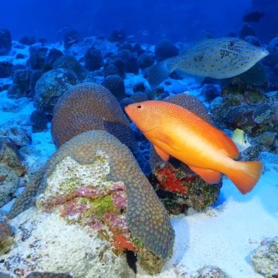 Pesquisadores exploram ponto mais remoto do litoral brasileiro em expedição inédita