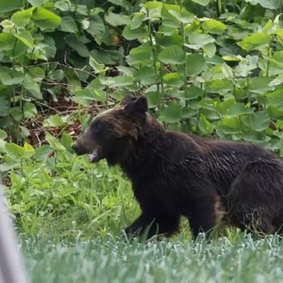 Urso invade abrigo e ataca idosa em instituição para pessoas com deficiência no Japão