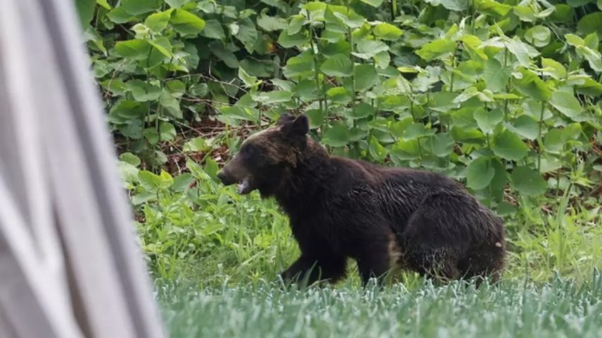 Urso pardo à solta após ferir quatro pessoas em Sapporo, província de Hokkaido, em 2021 (Foto: AFP)