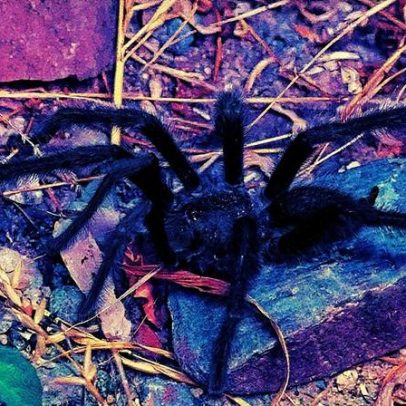 Tarântula gigante estabelece novo recorde com órgão sexual impressionante