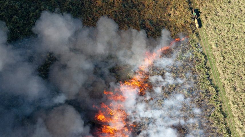 Queima controlada de um campo de cana, na Flórida. (Foto: Getty Images)