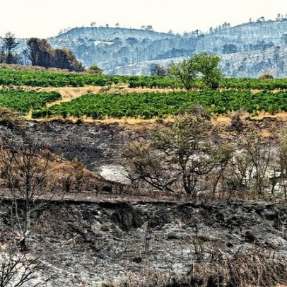 Viticultores da Aude pedem criação de fundo de emergência após incêndio devastador