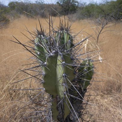 Caatinga se destaca como essencial para o sequestro de carbono no Brasil