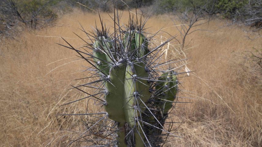 Área de conservação do bioma Caatinga na comunidade Fundo do Pasto de Malhada da Areia, em Juazeiro, na Bahia (Foto: Pablo Porciuncula - 10.jun.24/AFP)
