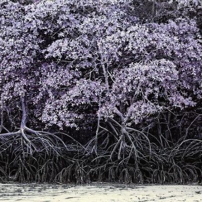 Husqvarna planeja plantar 150 mil árvores e restaurar manguezais no Brasil