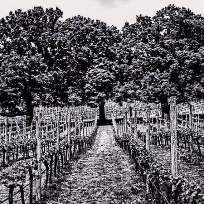Vendas de vinhos tranquilos na Inglaterra e País de Gales superam espumantes
