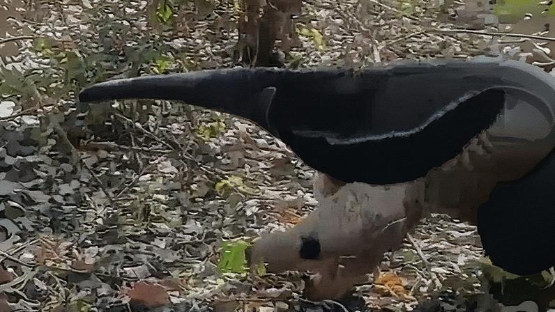 Tamanduá-bandeira foi solto em mata de fazenda em Sandovalina (SP) (Foto: Polícia Militar Ambiental)