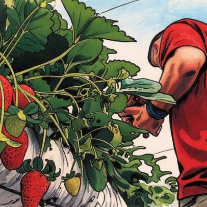 Produção de morango no Brasil enfrenta desafios logísticos e de cultivo