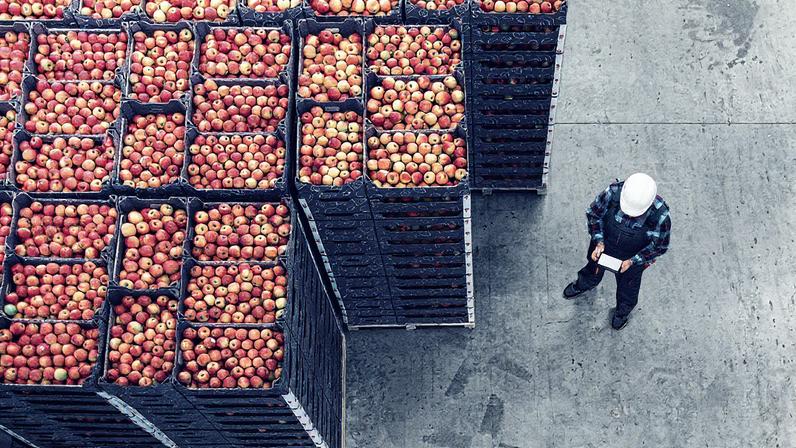 Exportação de frutas: o Brasil precisa explorar novos mercados e melhorar a logística para avançar (Foto: Smederevac/Getty Images)