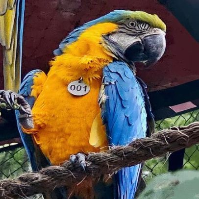 Araras-canindé recebem alimentação especial no Parque da Tijuca