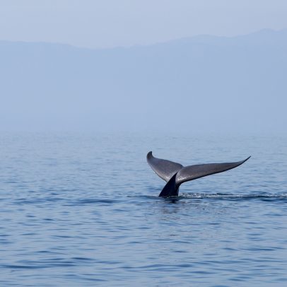 Baleias-azuis apresentam comportamento anômalo e preocupam cientistas marinhos