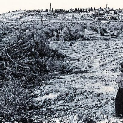 Árvores guardam segredos da natureza e revelam histórias do passado