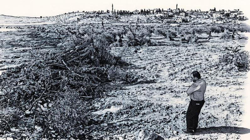 Palestinos replantam uma oliveira que foi supostamente arrancada por soldados israelenses na vila de Al-Mughayyir, na Cisjordânia (Foto: Reprodução)