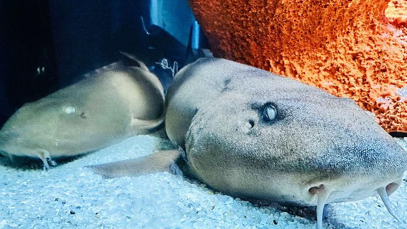 Filhotes de tubarão-bambu no Oceanic Aquarium em Balneário Camboriú, espécie conhecida por "andar sob as águas" e classificada como quase ameaçada de extinção (Foto: Reprodução)