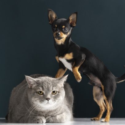Aprenda a registrar o RG animal do seu pet com este guia passo a passo