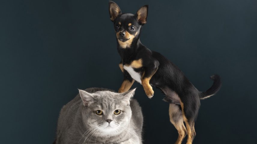 O RG nacional para pets é um documento gratuito que ajuda a garantir a segurança dos animais domésticos em todo o Brasil (Foto: Freepik/Creative Commons)