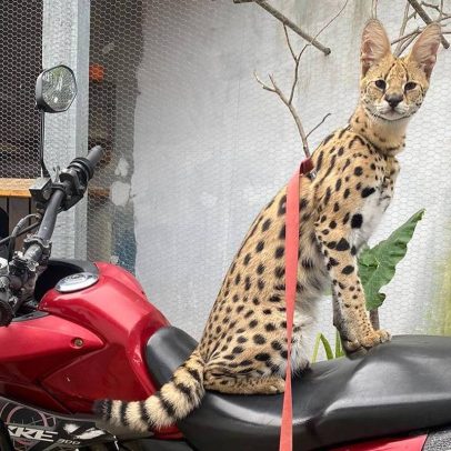 Oruam é multado em mais de R$ 40 mil por manter animais silvestres em casa