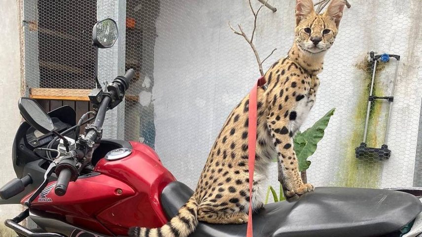 Malandrex, o gato do rapper Oruam - @oruam no Instagram (Foto: Reprodução)